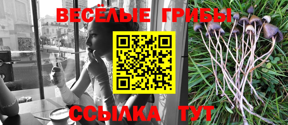 Галлюциногенные грибы Psilocybe Партизанск